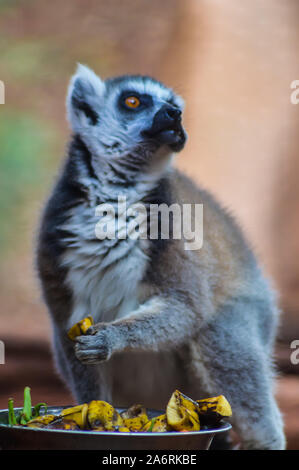 Madagascar catta lemur or maki mococo or maki with ringed tail or ringed tail lemur eating banana pieces by hand. Stock Photo