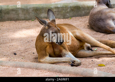 Kangaroo sleeping in a zoo, a leaping mammal of Australia and nearby islands that feeds on plants Stock Photo
