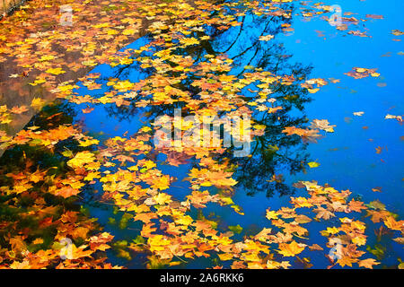 yellow maple leaves floating on the dark water Stock Photo