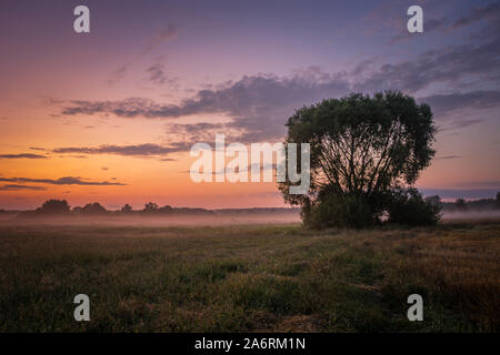 Big tree on the meadow, colorful clouds on the sky after sunset Stock Photo