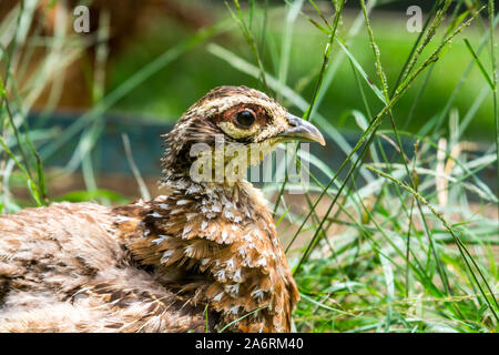 The common quail (Coturnix coturnix) or European quail is a small ground-nesting game bird in the pheasant family Phasianidae Stock Photo