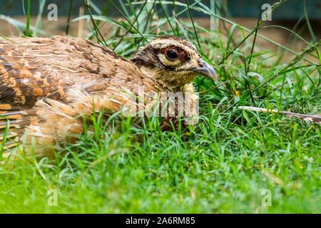 The common quail (Coturnix coturnix) or European quail is a small ground-nesting game bird in the pheasant family Phasianidae Stock Photo