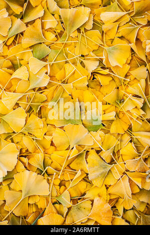 The bright yellow fallen leaves of Ginkgo Biloba in Autumn / Fall. Stock Photo