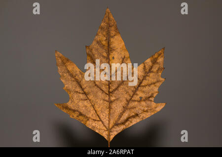 autumn leave brown colour close up detail Stock Photo
