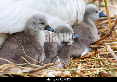 Swan cygnets baby chicks, Cygnus olor, under mother's wing, on nest at Grand Canal, Dublin, Ireland. Cuddling together beside mother Stock Photo