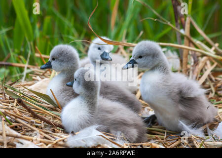 Baby swan cygnets chicks, Cygnus olor, on nest at Grand Canal, Dublin, Ireland. Four cute newly hatched birds with green reeds in background Stock Photo