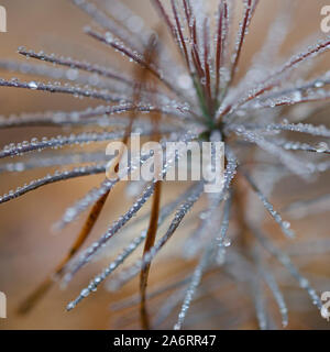 Young pine trees grow in the autumn forest covered with round transparent dew drops Stock Photo