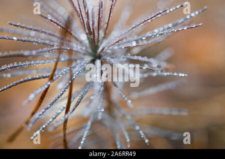 Young pine trees grow in the autumn forest covered with round transparent dew drops Stock Photo