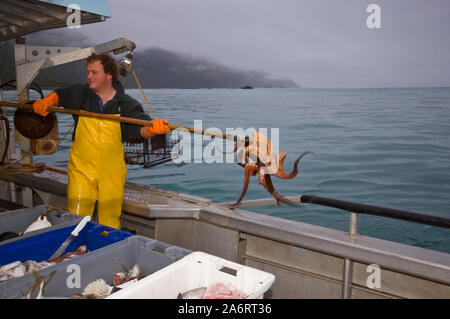 Crayfishing boat Mystique operating out of South Bay, Kaikoura, New Zealand. Spiny rock lobster (Jasus edwardsii) or crayfish Stock Photo