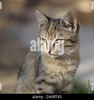 Beautiful kitten sits outdoors, close up portrait. Stock Photo