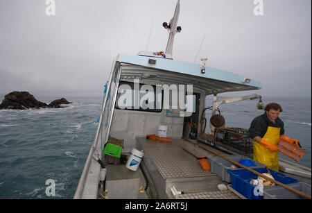 Crayfishing boat Mystique operating out of South Bay, Kaikoura, New Zealand. Spiny rock lobster (Jasus edwardsii) or crayfish Stock Photo