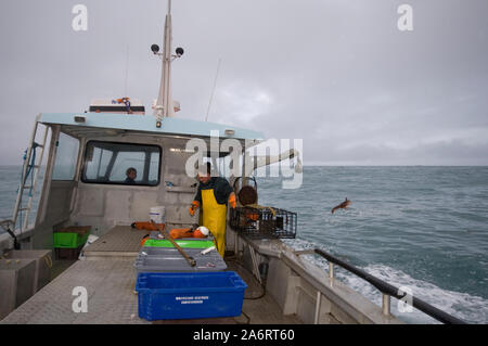 Crayfishing boat Mystique operating out of South Bay, Kaikoura, New Zealand. Spiny rock lobster (Jasus edwardsii) or crayfish Stock Photo