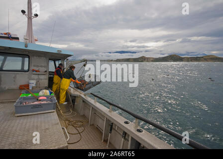 Crayfishing boat Mystique operating out of South Bay, Kaikoura, New Zealand. Spiny rock lobster (Jasus edwardsii) or crayfish Stock Photo