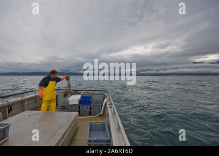 Crayfishing boat Mystique operating out of South Bay, Kaikoura, New Zealand. Spiny rock lobster (Jasus edwardsii) or crayfish Stock Photo