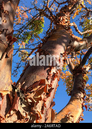 Paperbark maple, acer griseum, Whidbey Island, Washington, USA Stock Photo