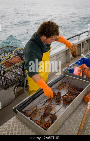 Crayfishing boat Mystique operating out of South Bay, Kaikoura, New Zealand. Spiny rock lobster (Jasus edwardsii) or crayfish Stock Photo