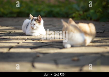 Spring period of cat courtship. Dating and flirting domestic cats. Stock Photo