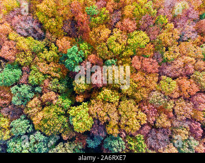 Aerial top down view of colorful autumn forest, view from directly above