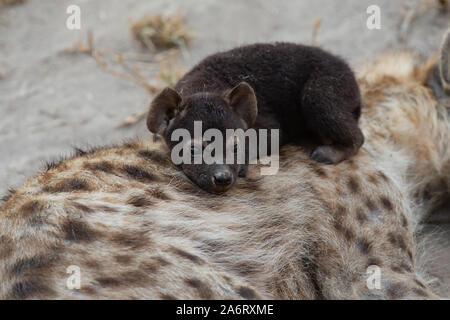 Spotted Hyena cub (Crocuta crocuta) laying on top of Mother, Sabi Sands, Greater Kruger National Park, South Africa Stock Photo