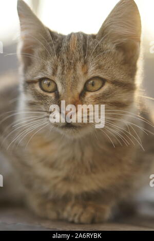 Cute tabby cat relaxed outdoors, close up portrait Stock Photo