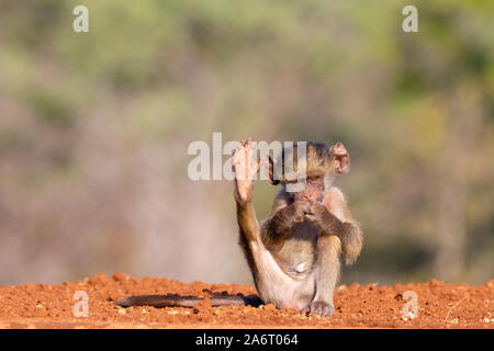 Baby Chacma Baboon (Papio ursinus) sitting with foot up and both hands in front of his mouth, Karongwe Game Reserve, Limpopo, South Africa Stock Photo