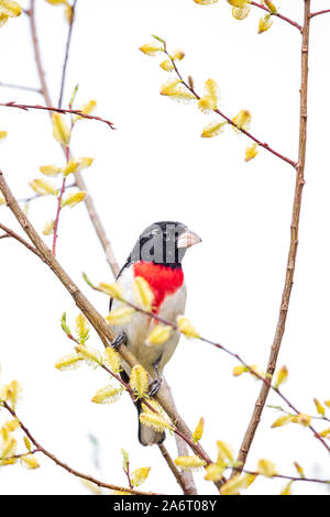 Rose-breasted grosbeak - 1st year male Stock Photo