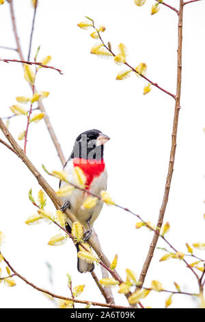 Rose-breasted grosbeak - 1st year male Stock Photo