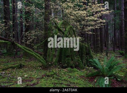 Vintage Western Red Cedar Stump Stock Photo