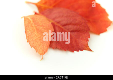Autumn in orange: angle view close up of red Virginia creeper (Parthenocissus quinquefolia) leaves in shades of red and orange on white background Stock Photo
