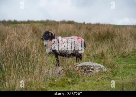 one sheep Stock Photo