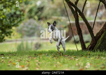 pedigree whippet puppy Stock Photo