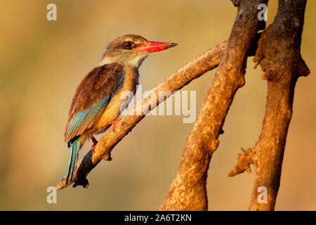 Brown-hooded Kingfisher - Halcyon albiventris red billed bird with brouwn and blue back from Sub-Saharan Africa, living in woodland, scrubland, forest Stock Photo