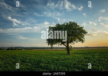 Lonely large tree growing in a beetroot field, evening clouds and sky Stock Photo