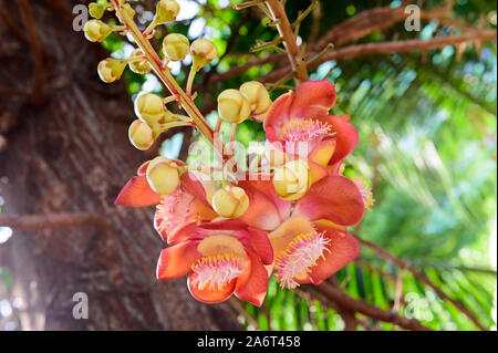 Sala flora or Shorea robusta flower on Cannonball tree Stock Photo