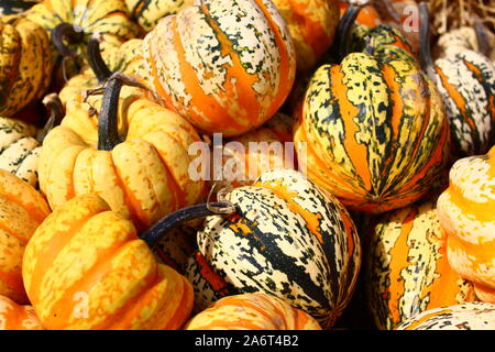 The picture shows many little pumpkins Stock Photo
