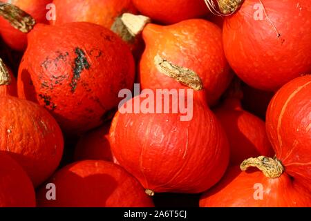The picture shows many orange pumpkins Stock Photo