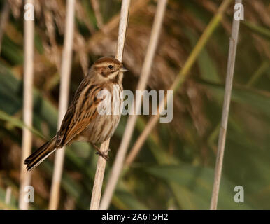 A female Reed Bunting (Emberiza schoeniclus) perched on reed stem, Suffolk Stock Photo