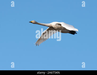 A single Whooper Swans (Cygnus cygnus) in flight over Lakenheath Fen, Sufflolk Stock Photo