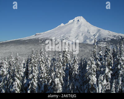 A winter view of a snow covered Mt. Hood. Snow covered trees in the foreground and clear blue sky. South Side – Mt. Hood National Forest. Stock Photo
