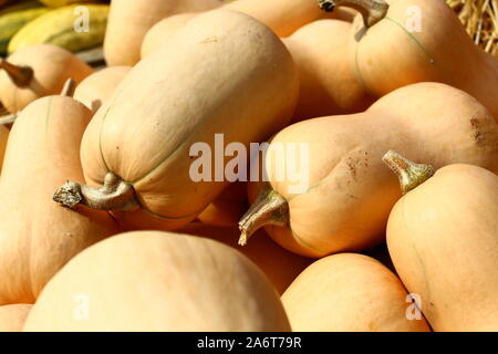 The picture shows many butternut pumpkins Stock Photo