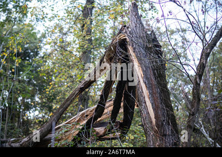 Heavily damaged tree after storm Stock Photo