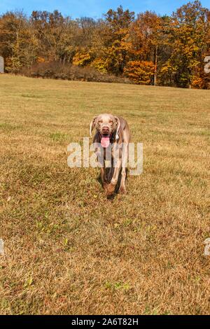 Weimaraner in the meadow. Sunny autumn day with dogs. Hunting dog on the hunt. Stock Photo