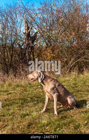 Weimaraner in the meadow. Sunny autumn day with dogs. Hunting dog on the hunt. Stock Photo