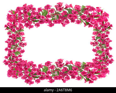 Composite image of beautiful blooming red flowers frame isolated on a white background with copy space. Stock Photo