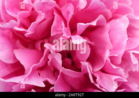 Beautiful blooming head of magenta Peony flower in close-up. Stock Photo