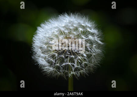 Dandelion flower after flowering on a dark green background in close-up Stock Photo