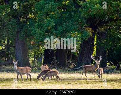 Stag and Hinds in Autumn, Windsor Great Park, Windsor, Berkshire, England, UK, GB. Stock Photo