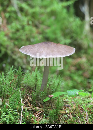 Pluteus cervinus (also known as Pluteus atricapillus) mushroom growing ...