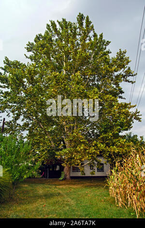 The beautifully branched Platanum tree stands guard and guards the house beneath. Stock Photo