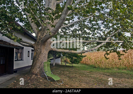 The beautifully branched Platanum tree stands guard and guards the house beneath. Stock Photo